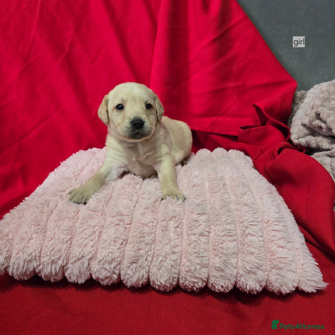 Labrador Retriever dogs for sale: Labrador retriever puppies - Advert 9