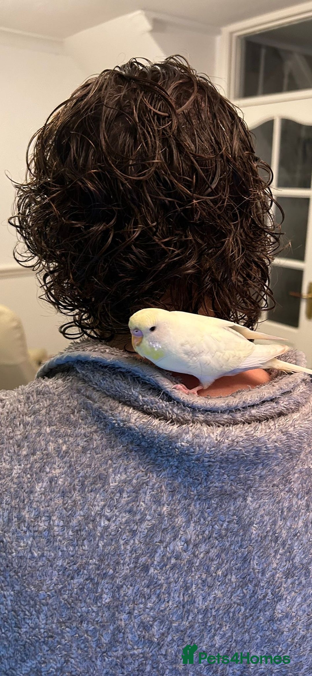 Budgerigars birds for sale: Recessive Pied Budgie Male - Image 3