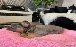 French Bulldog dogs for sale: Fluffy Female Frenchies  - Image 7