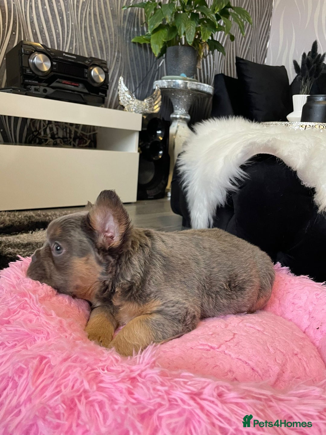 French Bulldog dogs for sale: Fluffy Female Frenchies  - Image 7