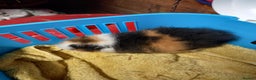 Guinea Pig rodents for sale: Swiss tri coloured girl - Advert 3