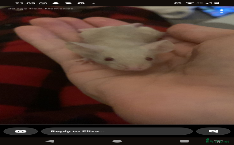 Mouse rodents - Advert 2