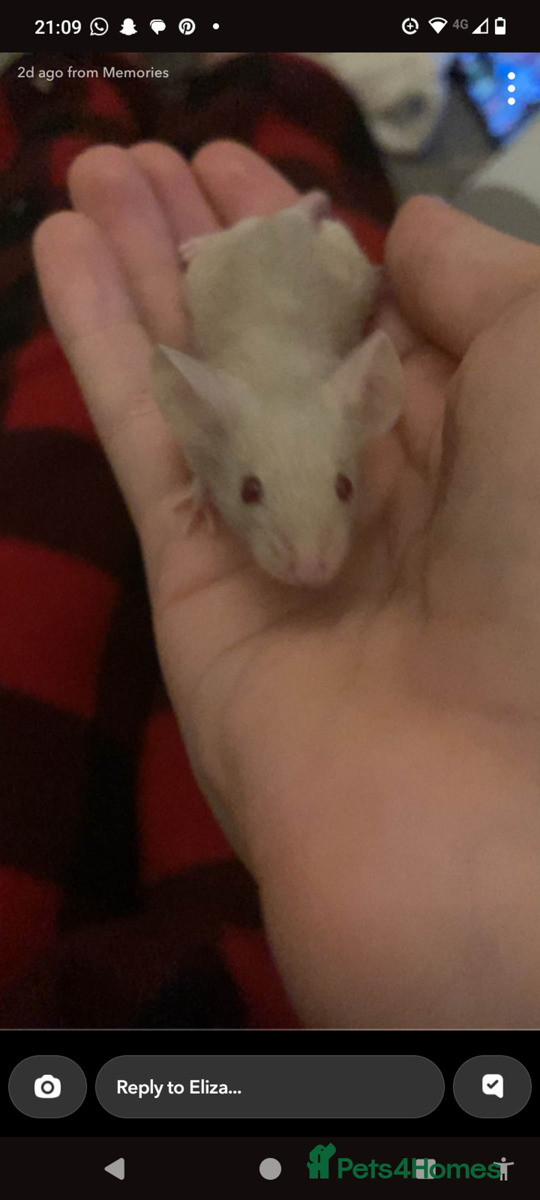 Mouse rodents for sale: Male mice for sale  - Image 1