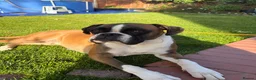Boxer dogs for sale: Beautiful Boxer Puppies - Advert 4
