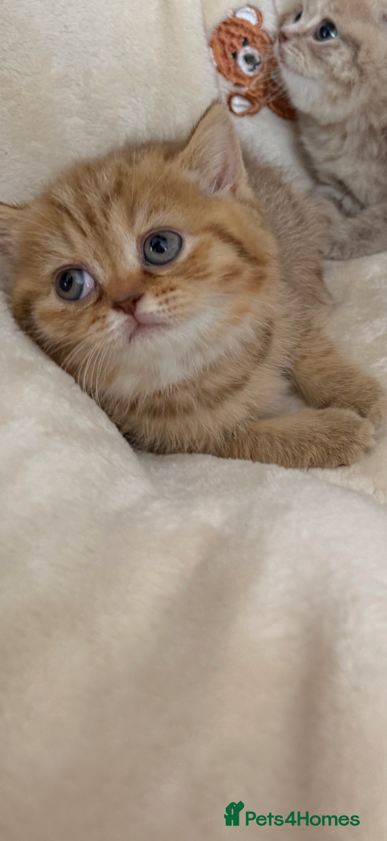 Scottish Fold cats Exceptional litter of Scottish fold/ straight😍😍 - Advert 2