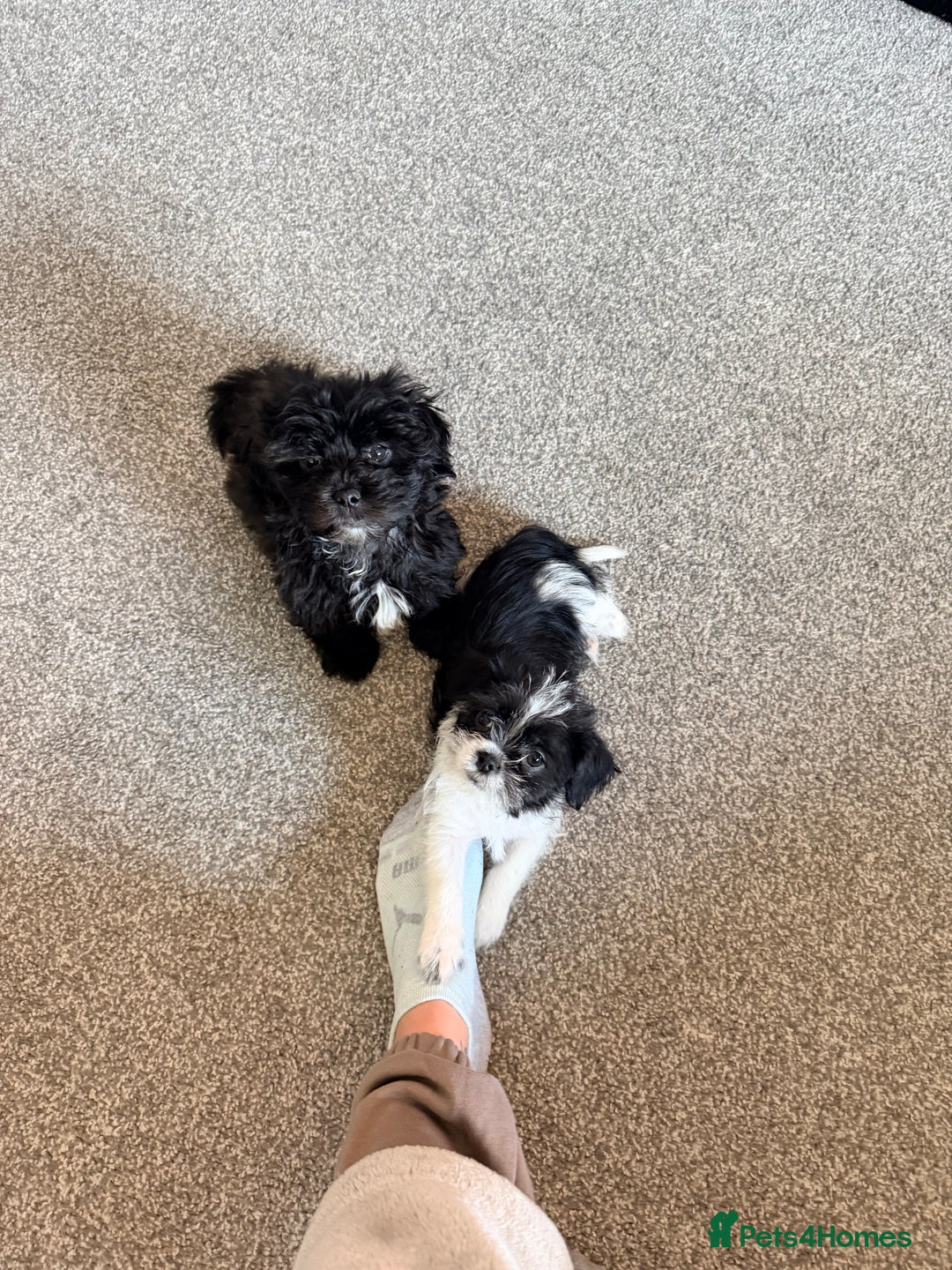 Zuchon dogs for sale: Shihzu x Bichion x Westie - Advert 4