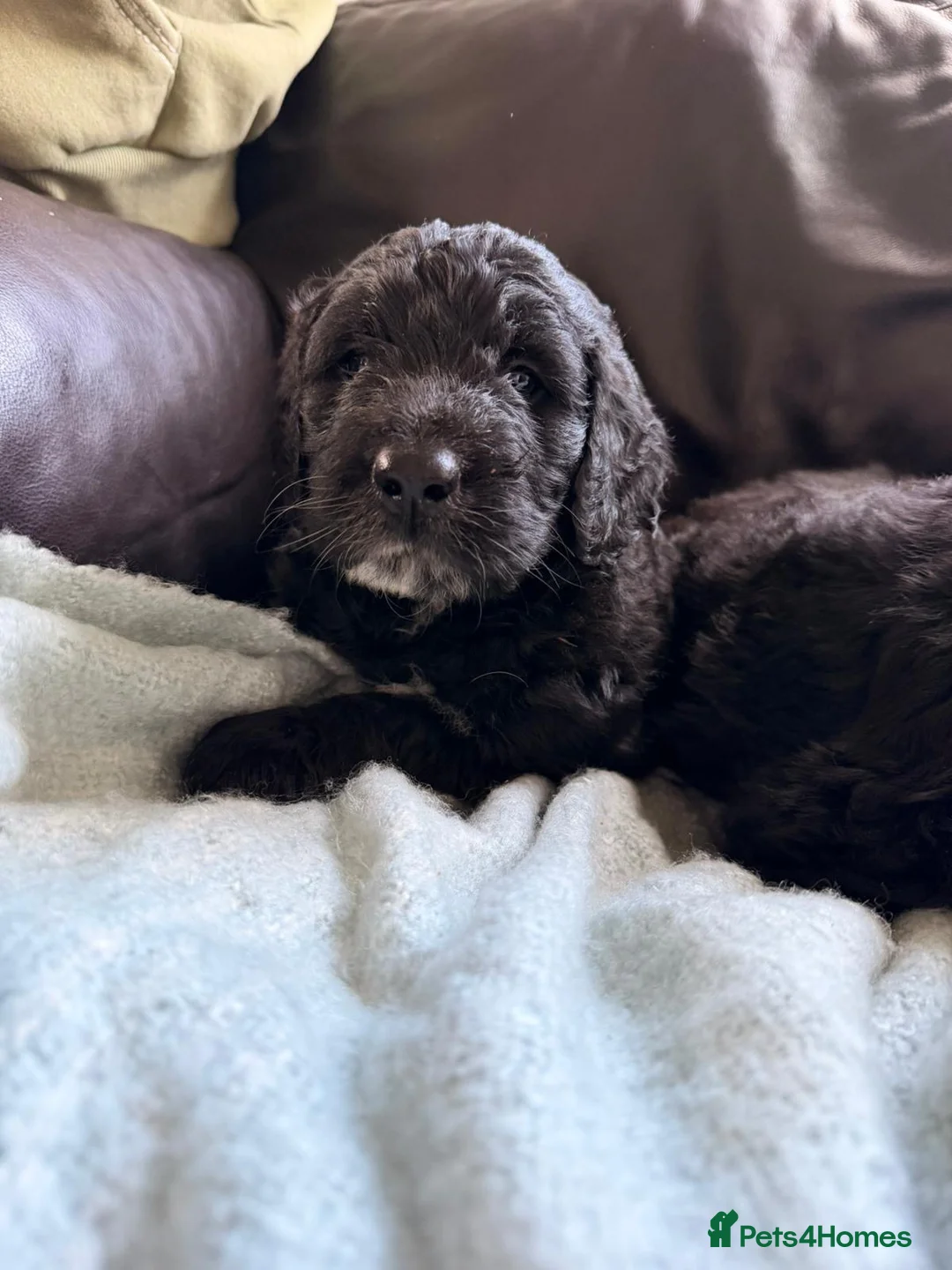 Saint Berdoodle dogs for sale: Saint berdoodle puppies  in Kilmarnock - Advert 23