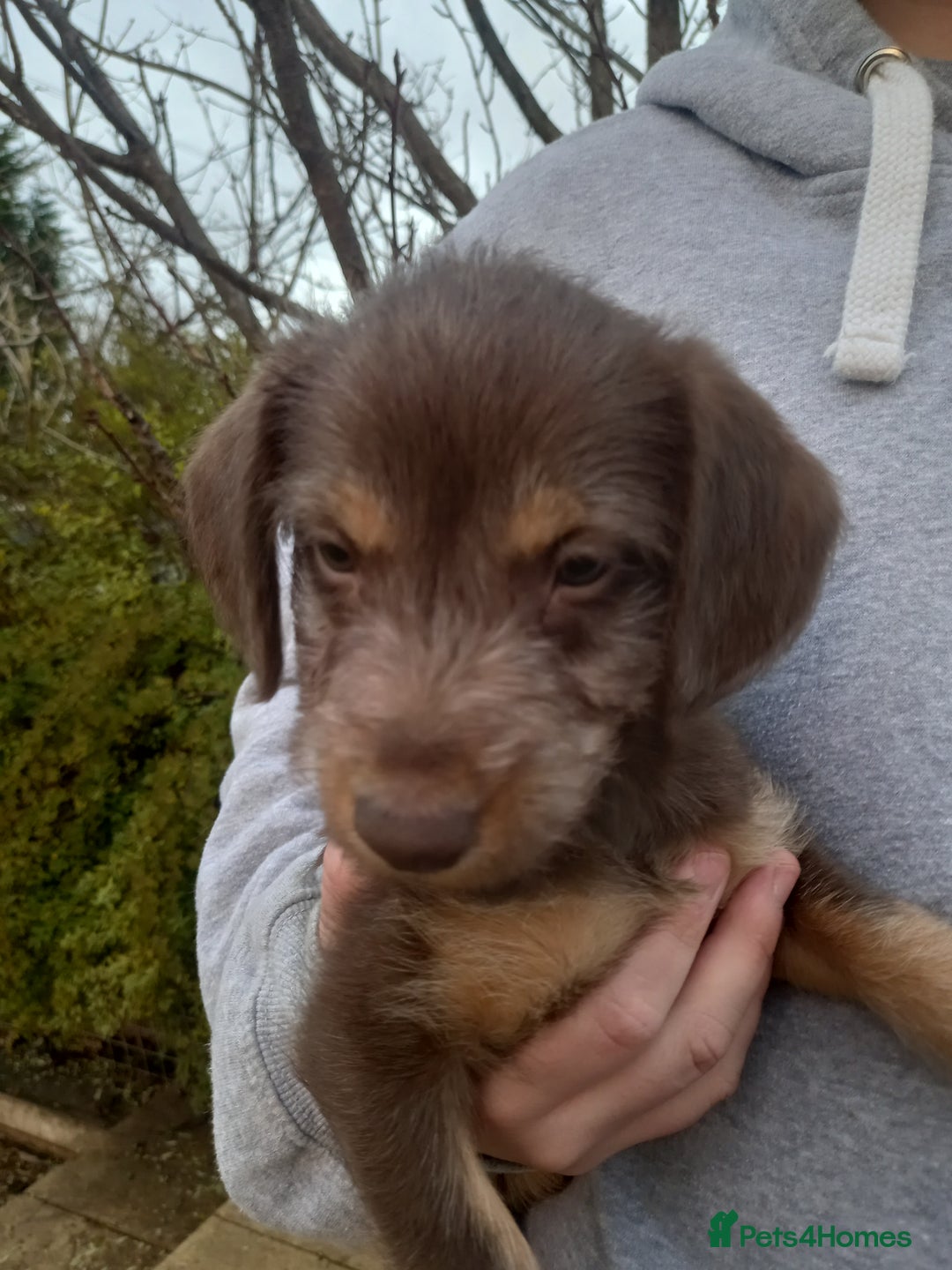 Bedlington Terrier dogs for sale: 7/8 Bedlington 1/8 whippet puppies  - Advert 13