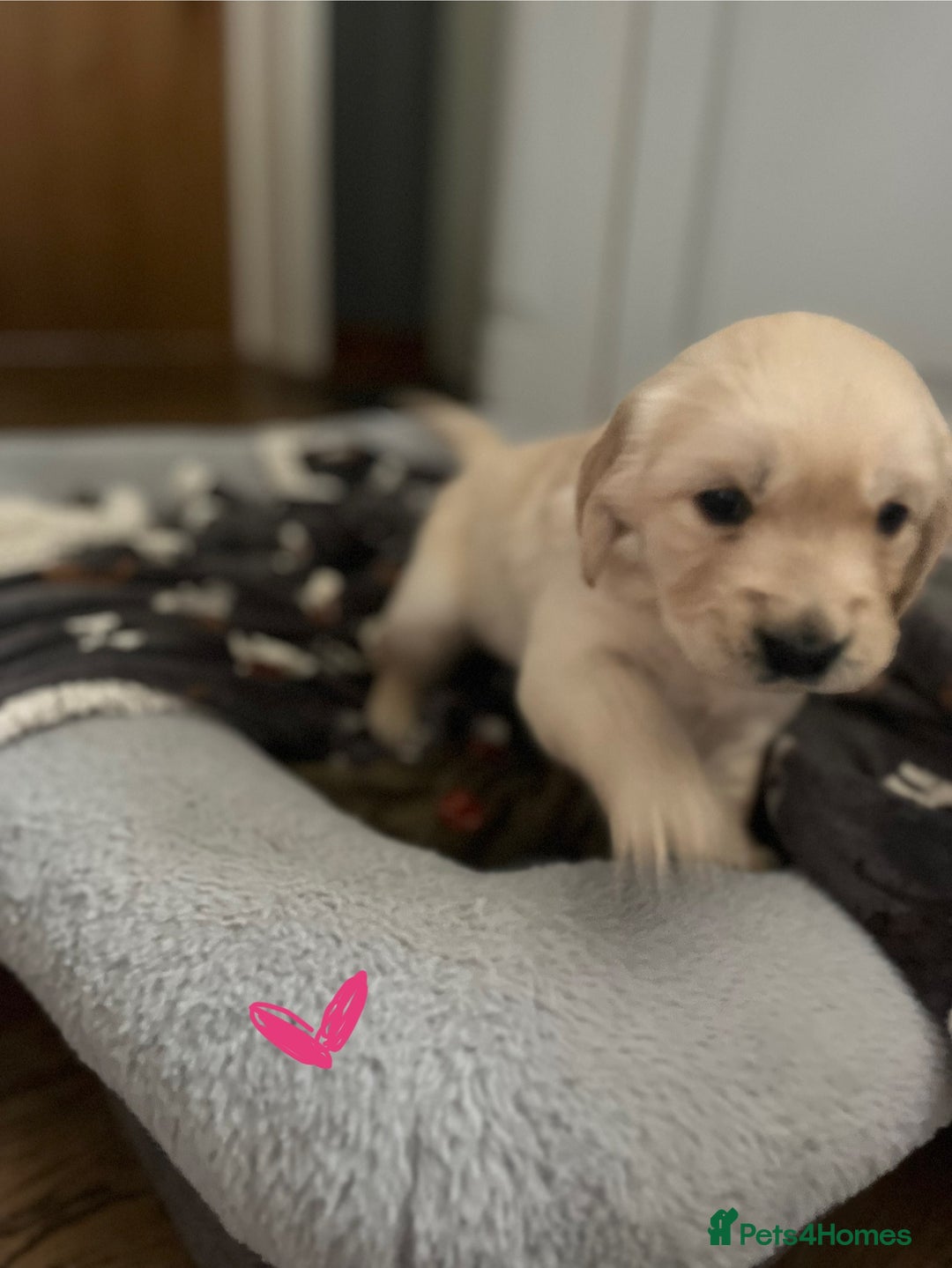 Golden Retriever dogs for sale: 🐾Three stunning golden retriever puppies. 🐾 - Image 15