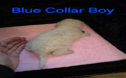 Ragdoll cats for sale: Chunky Ragdoll Kittens - Image 4