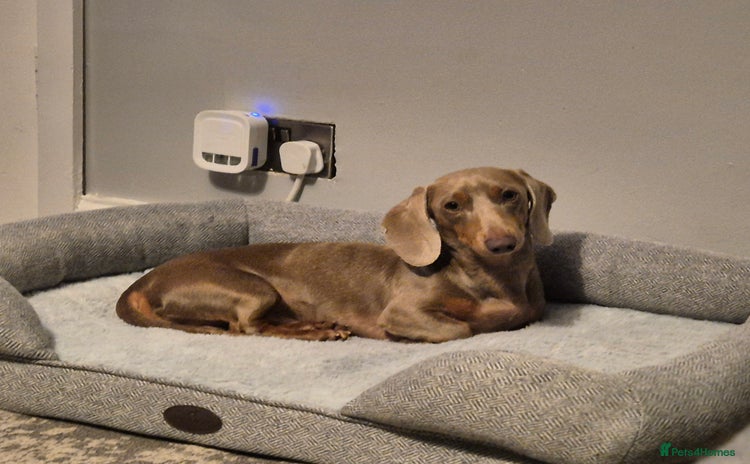 Miniature Dachshund dogs Isabella Tan Minature Dashaund - Advert 4