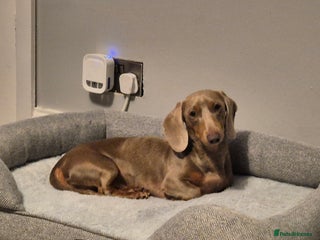 Miniature Dachshund dogs for sale: Isabella Tan Minature Dashaund - Advert 1