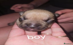 American Bully dogs for sale: Pocket bully - Image 7