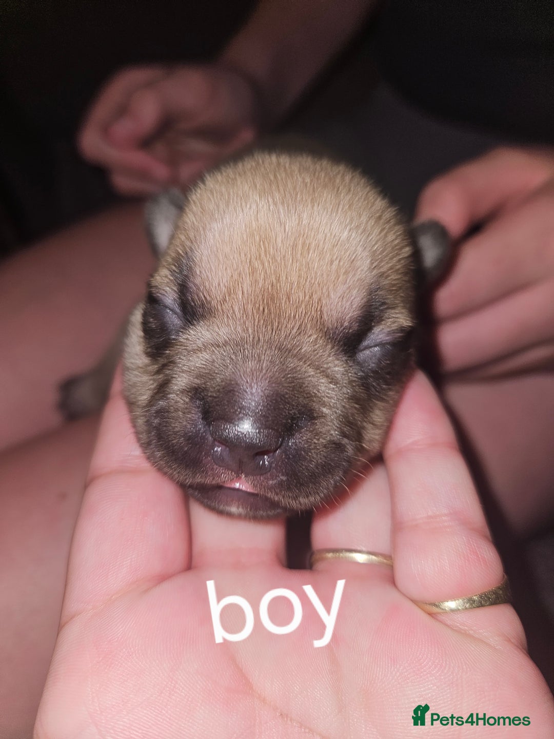 American Bully dogs for sale: Pocket bully - Image 7