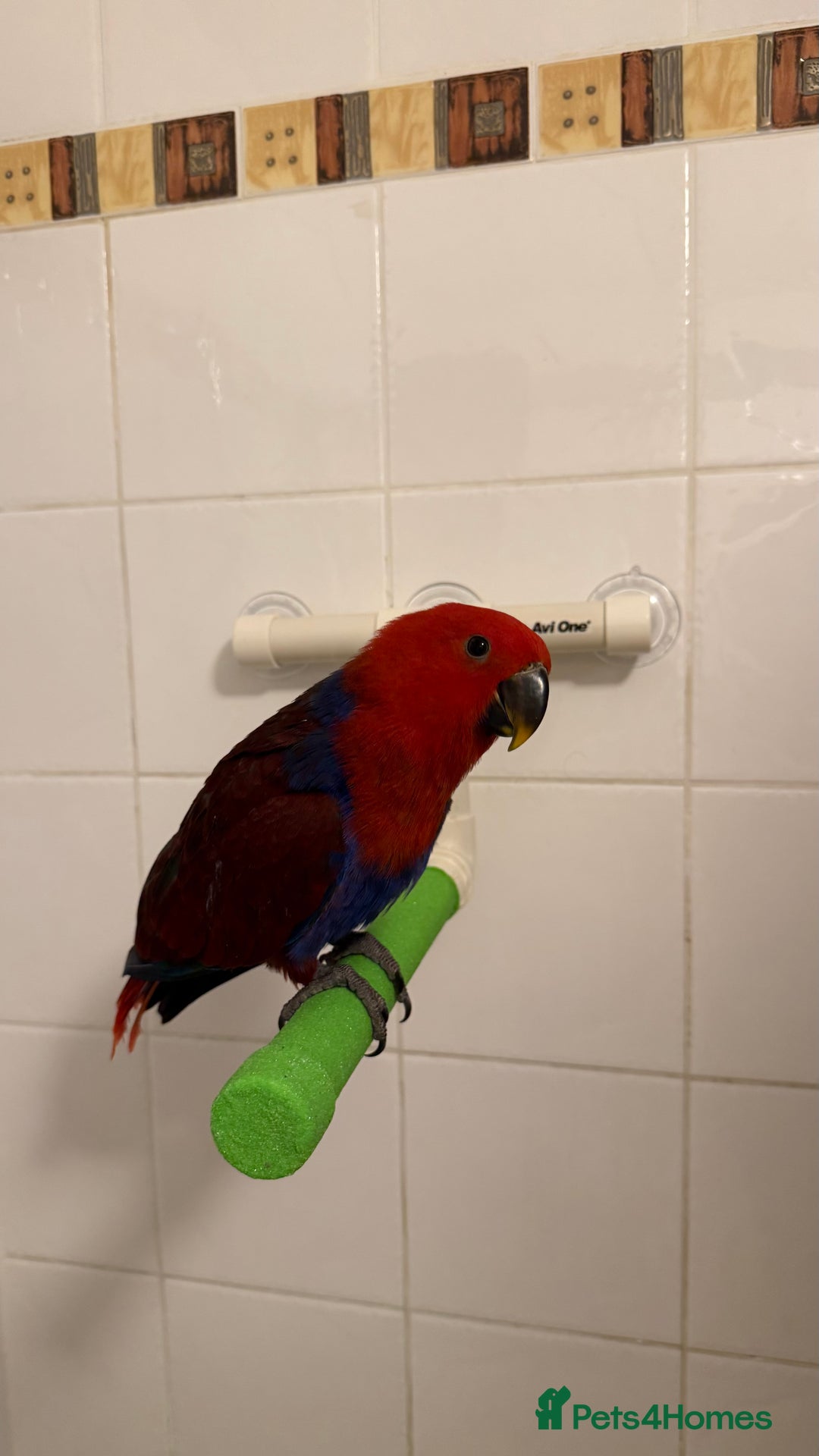 Parrots birds for sale: Beautiful Eclectus Parrot for sale  - Advert 2