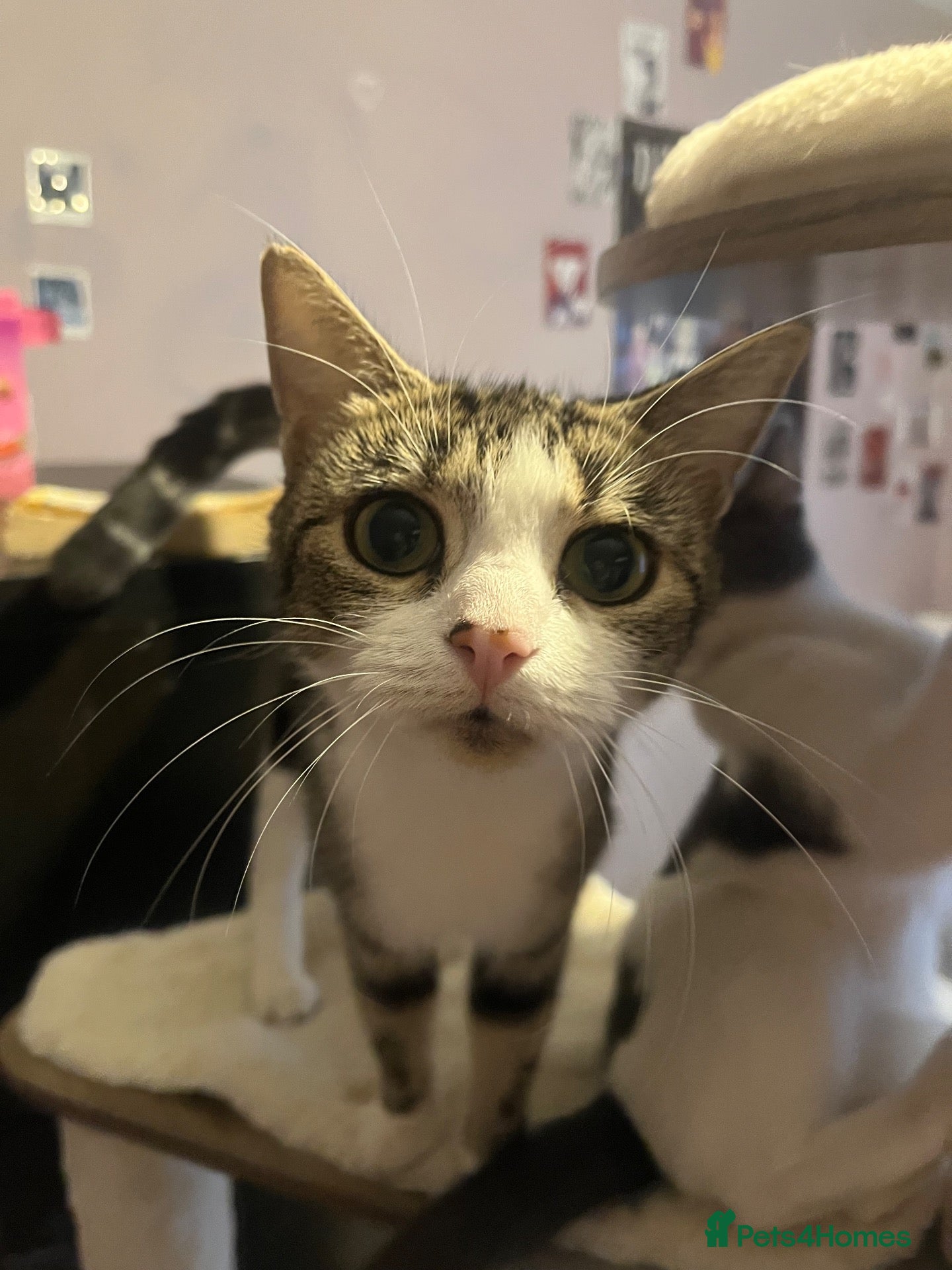 Mixed Breed cats for sale: Beautiful longhair kittens for sale  - Advert 4