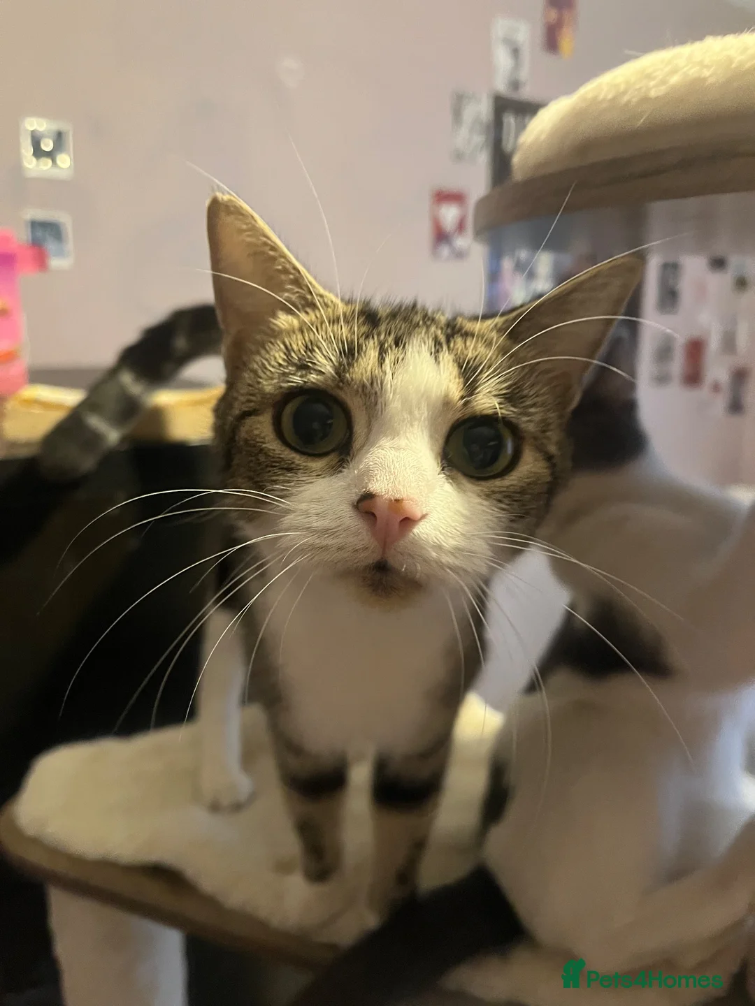 Mixed Breed cats for sale: Beautiful longhair kittens for sale  - Advert 1