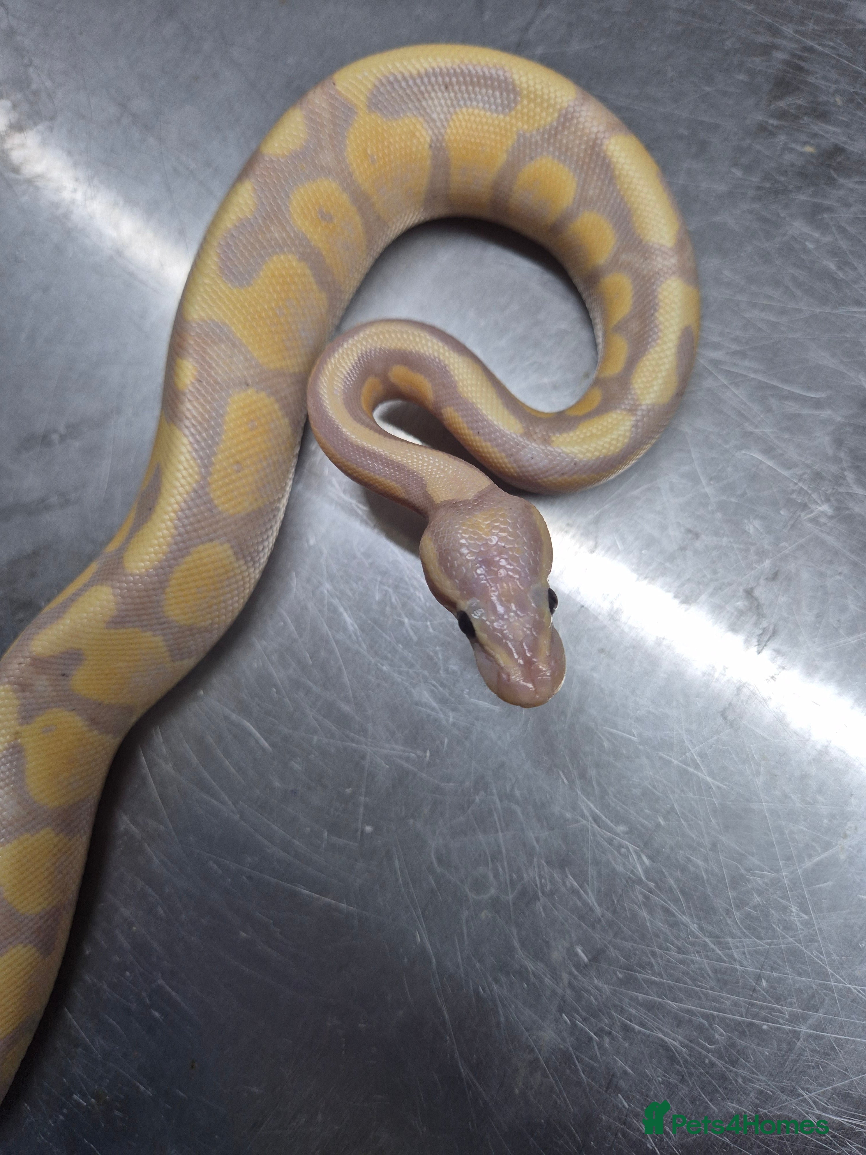 Python Snake reptiles Banana leopard  50% het clown - Advert 11