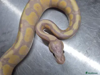Python Snake reptiles Banana leopard 50% het clown - Advert 14