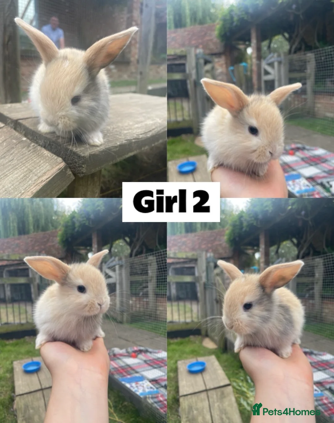 Mixed Breed rabbits for sale: 8 Mini-Lop Cross Baby Rabbits - Advert 2