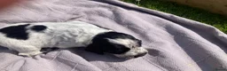 Cocker Spaniel dogs for sale: Pedigree Roan Cocker Spaniel puppies - 3 boys left - Advert 19