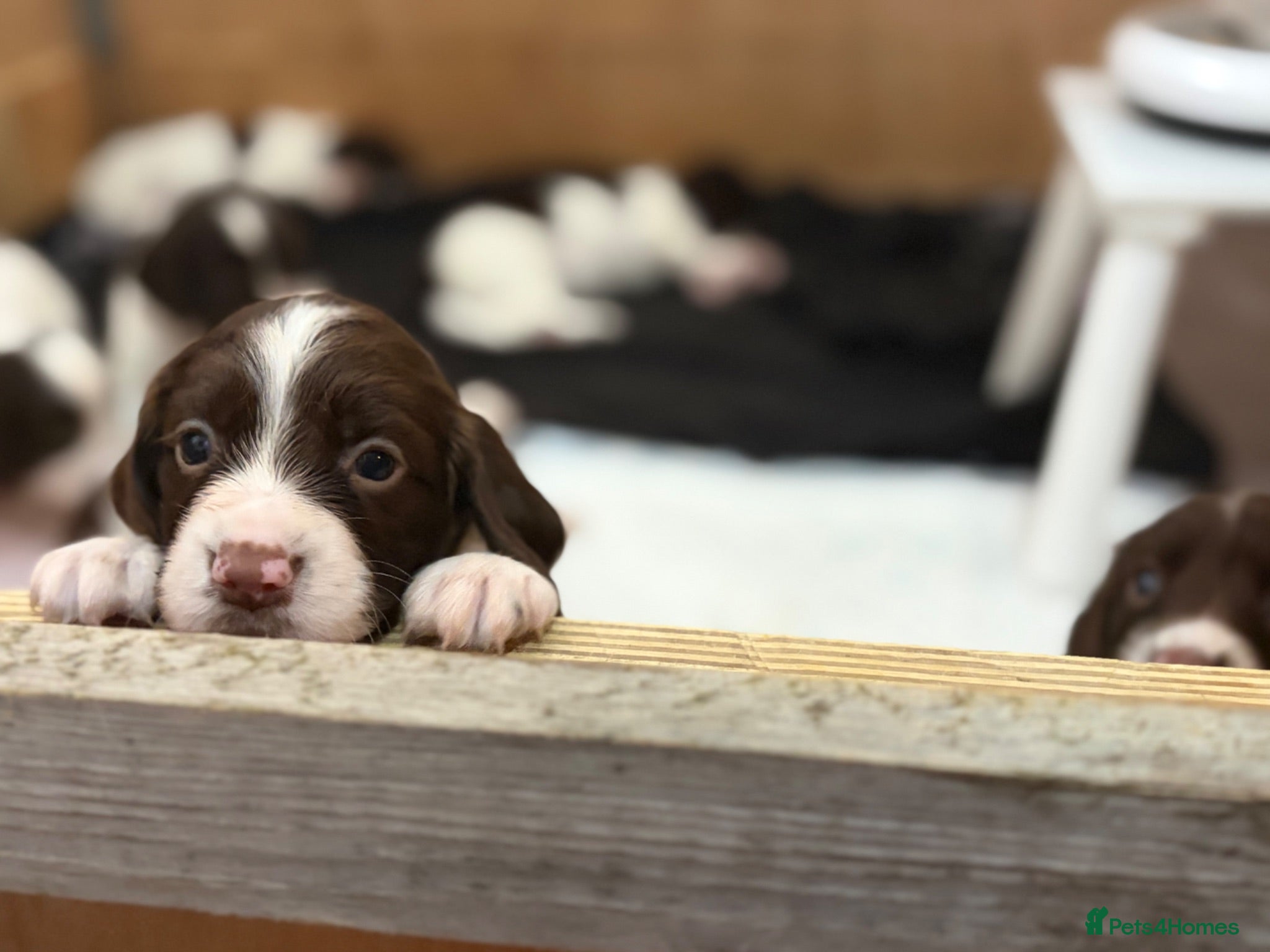 English Springer Spaniel dogs English springer spaniel pup - Advert 18