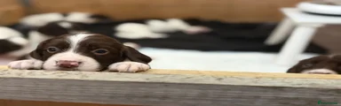 English Springer Spaniel 1