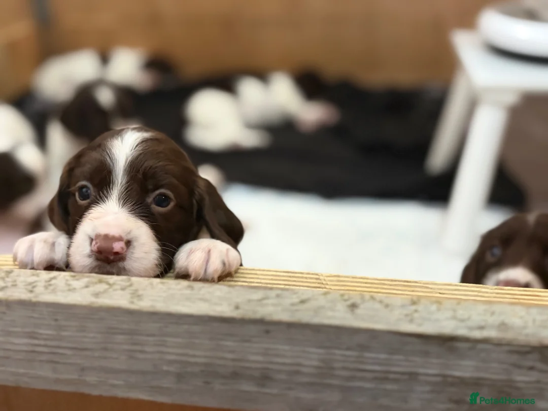 English Springer Spaniel dogs for sale: English springer spaniel pup - Advert 1