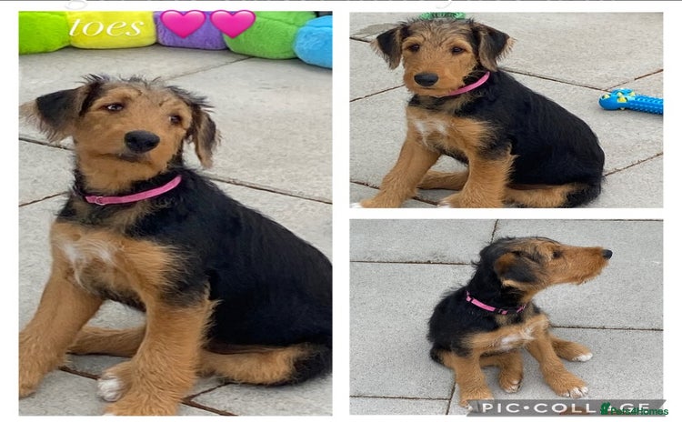 Airedale Terrier dogs in Liverpool - Advert 1