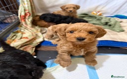 Miniature Poodle dogs for stud: KC phantom miniature poodle stud health tested in Thetford - Image 34