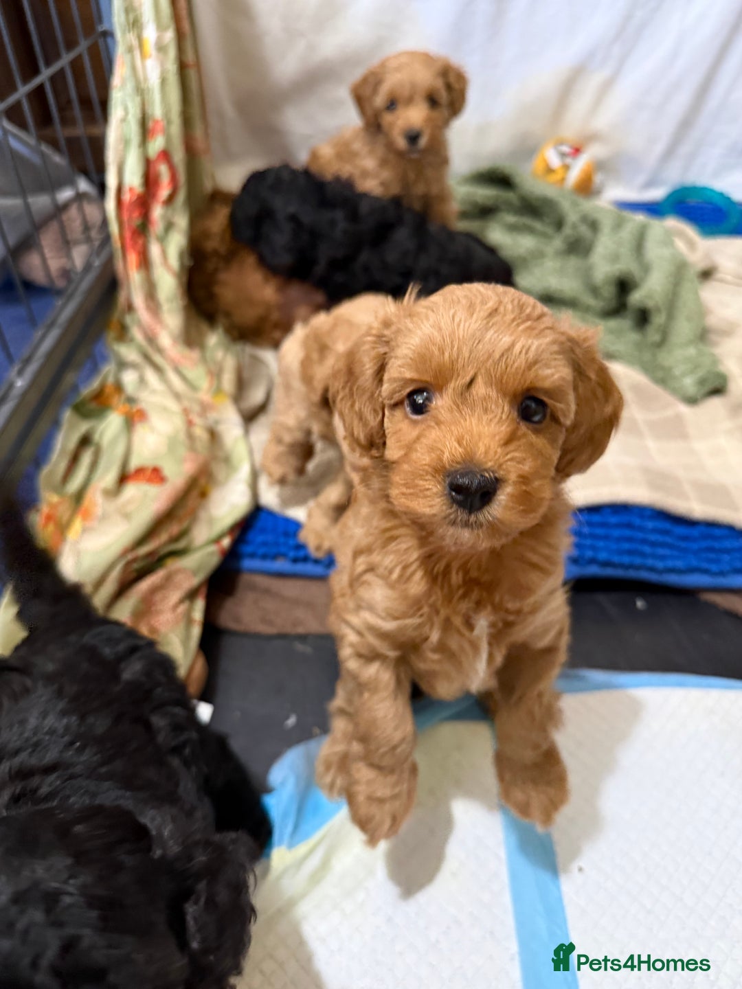 Miniature Poodle dogs for stud: KC phantom miniature poodle stud health tested in Thetford - Image 34