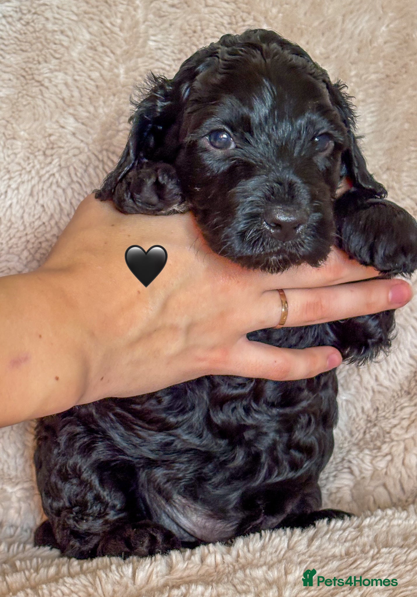Labradoodle dogs for sale: Beautiful Australian Labradoodle Pups - Advert 12