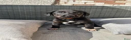 Borador dogs for sale: Borador puppies, labrador cross collie - Advert 20