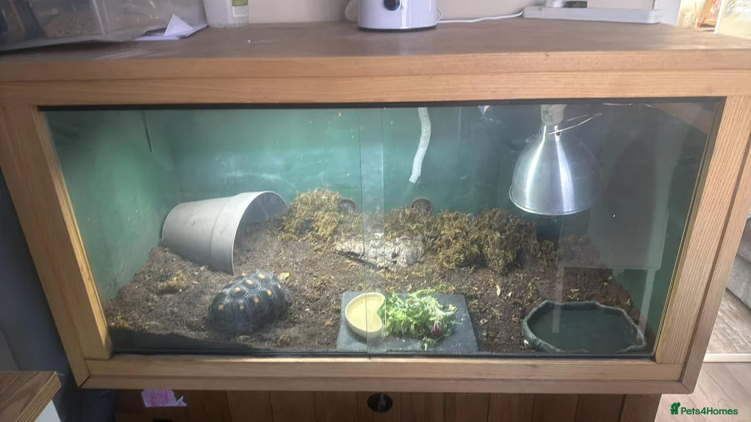 Tortoise reptiles for sale: red foot tortoise  in Peterlee - Advert 4