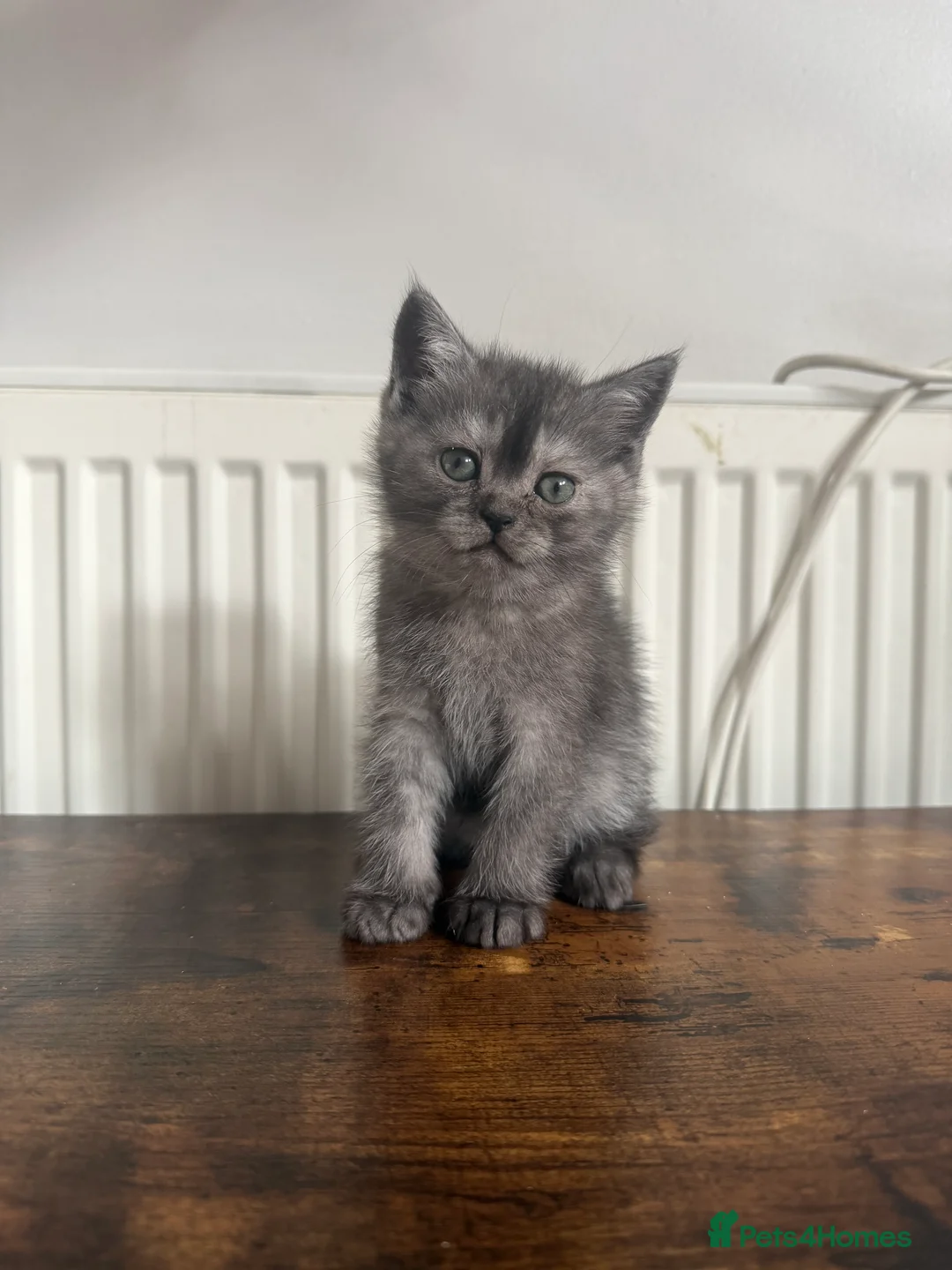 Scottish Fold cats for sale: Scottish Food  - Advert 2