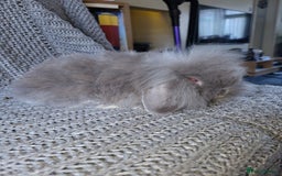Mini Lion Lop rabbits for sale: beautiful mini sm lion lops and mini lops - Image 3
