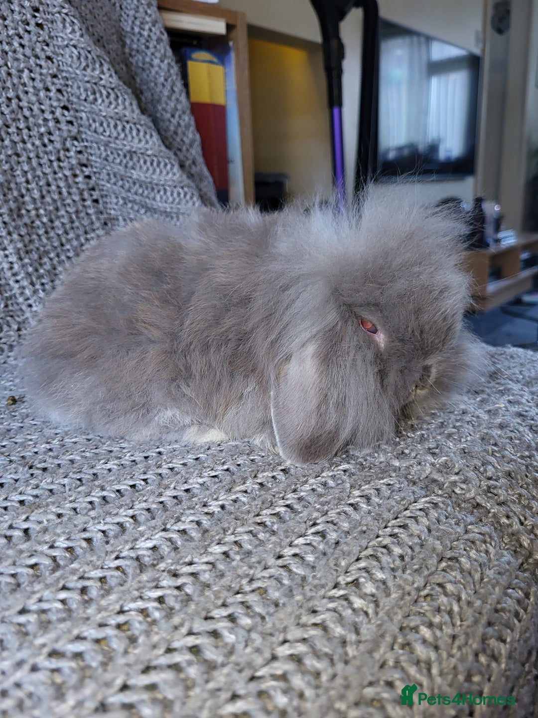 Mini Lion Lop rabbits for sale: beautiful mini sm lion lops and mini lops - Image 3