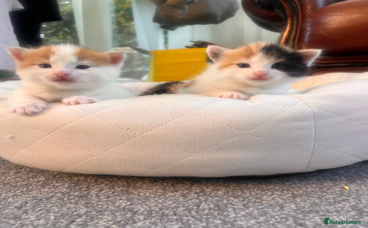 Mixed Breed cats - Advert 10