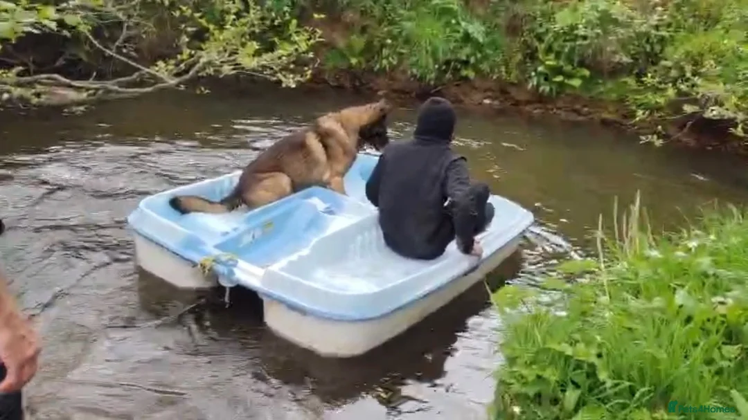 Belgian Shepherd Dog dogs for stud: German shepherd x malinois - Advert 3
