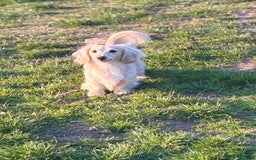Miniature Dachshund dogs for stud: ee Cream Longhaired Miniature Dachshund for Stud in Helensburgh - Image 9