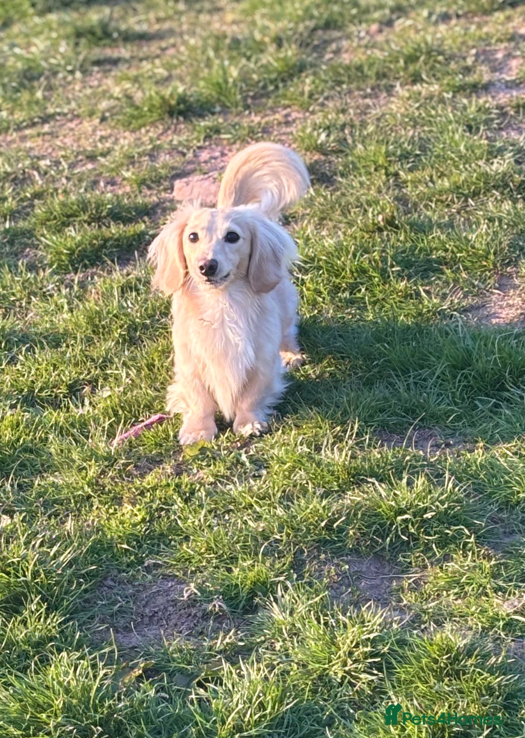 Miniature Dachshund dogs for stud: ee Cream Longhaired Miniature Dachshund for Stud in Helensburgh - Image 9