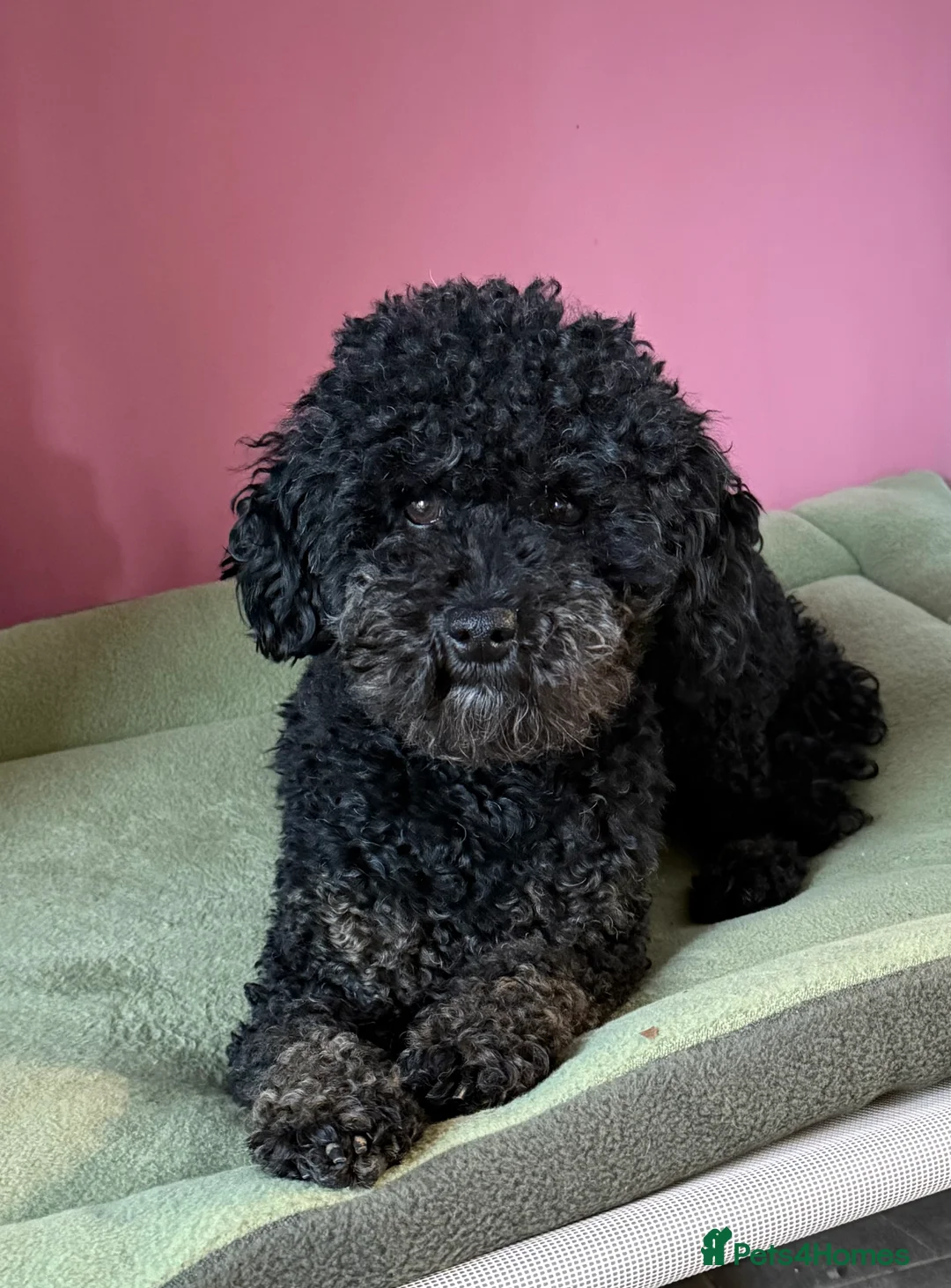 Miniature Poodle dogs for sale: KC registered 2 year old phantom poodle in Thetford - Advert 12
