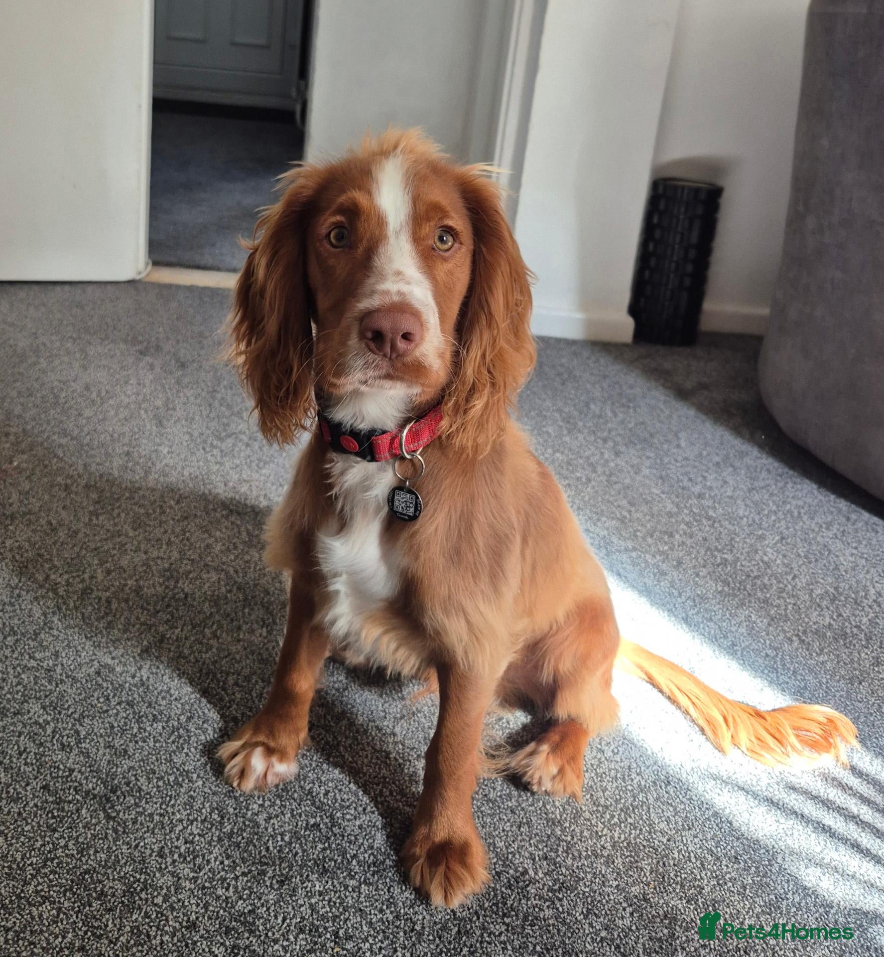 Cocker Spaniel dogs for sale: 7 month old Working Cocker Spaniel  - Advert 3
