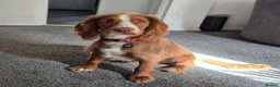 Cocker Spaniel dogs for sale: 7 month old Working Cocker Spaniel  - Advert 1
