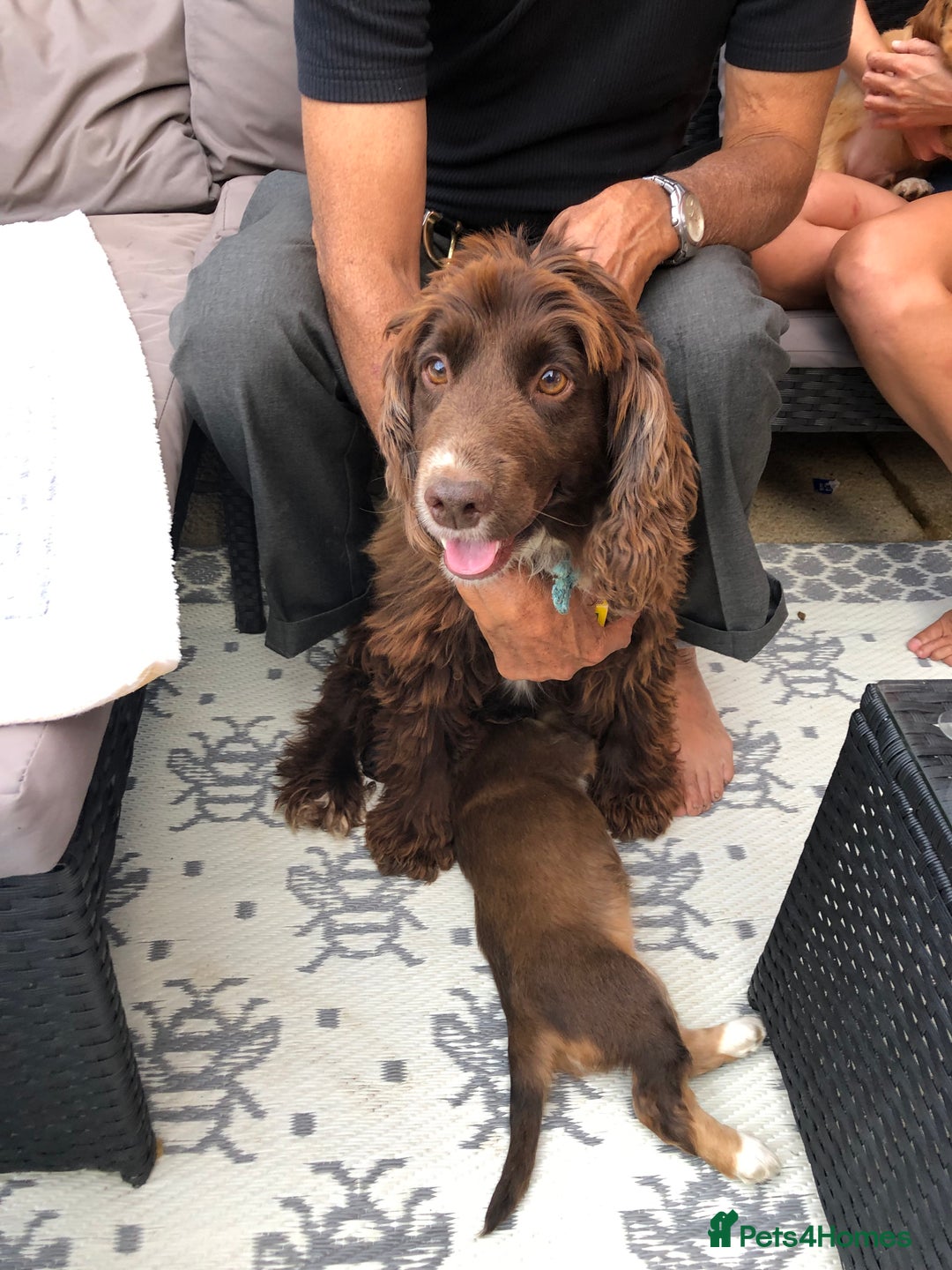 Cocker Spaniel dogs for sale: Cocker spaniel  - Image 8