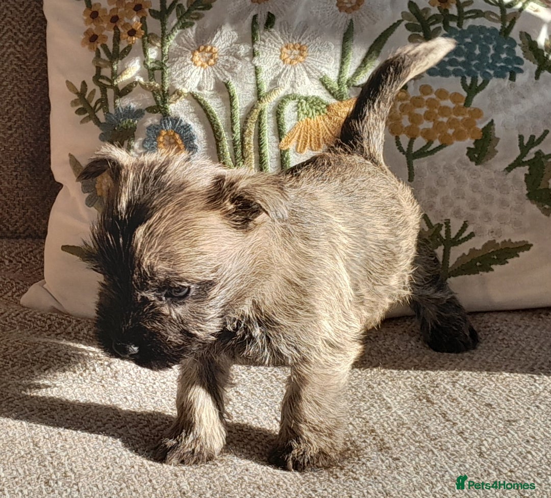 Cairn Terrier dogs for sale: Peggy has 5 handsome Boys and 2 beautiful girls - Advert 6