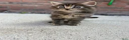 Mixed Breed cats for sale: 6 week Tabby kitten  in Lisburn - Advert 1
