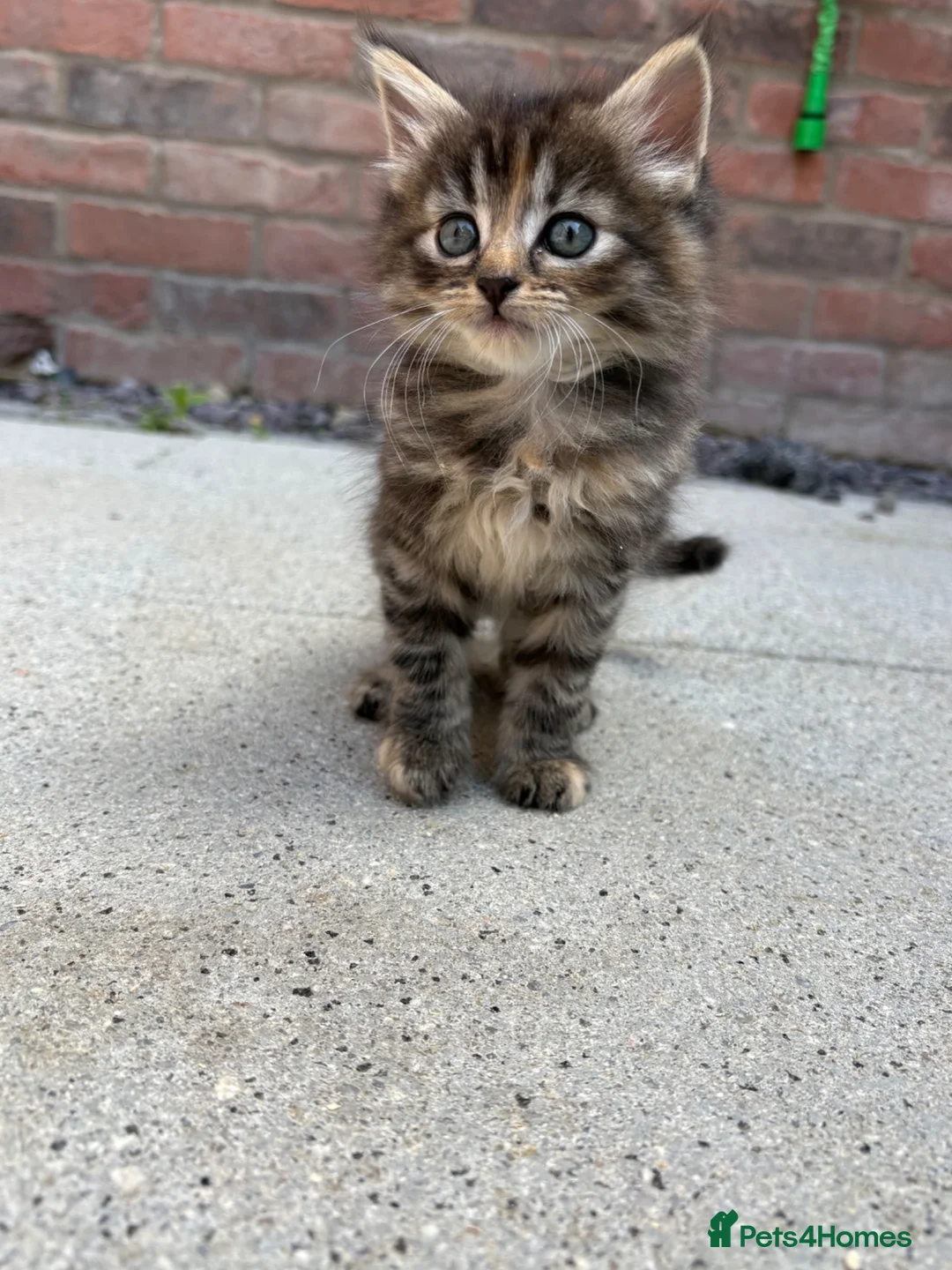 Mixed Breed cats for sale: 6 week Tabby kitten  in Lisburn - Advert 1