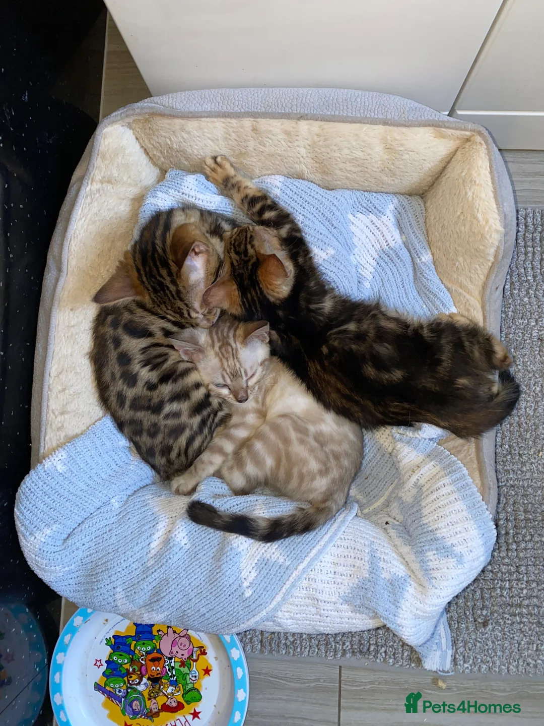 Bengal cats for sale: Top quality pure breed marble Bengal kitten  - Advert 4