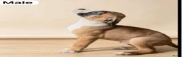 American Bulldog dogs for sale: American Bulldog Puppies - Advert 13